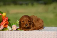Tiffany, a female Cavapoo for sale in Scurry, TX – 2 of 2