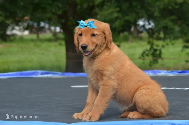 Cinta  – Golden Retriever puppy for sale in Scurry, TX