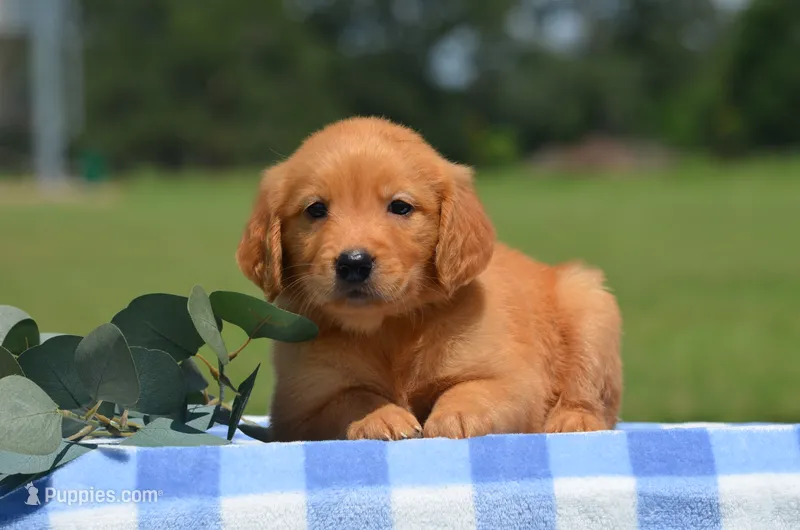 Rio  – Golden Retriever puppy for sale in Scurry, TX