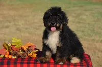 Frisko , a male Miniature Bernedoodle for sale in Scurry, TX – 4 of 10