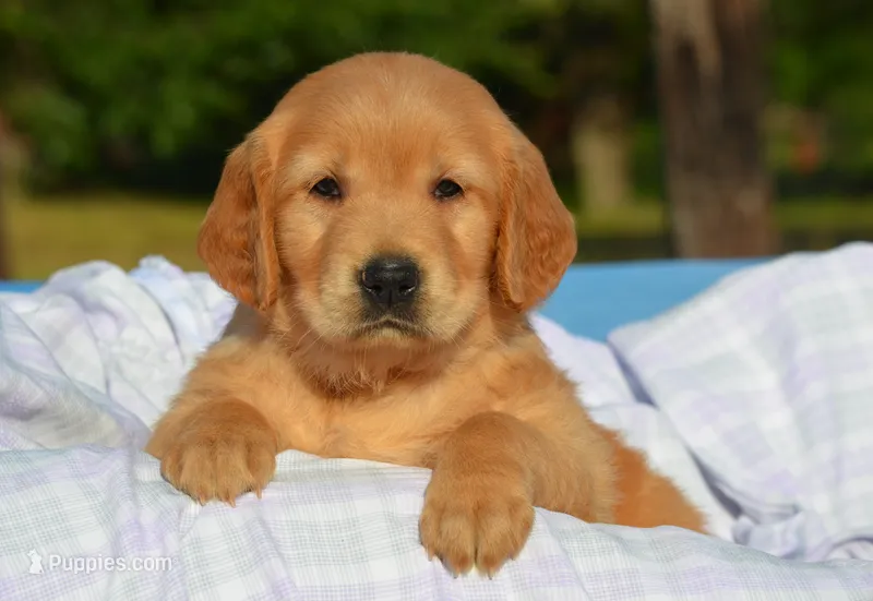 Casey  – Golden Retriever puppy for sale in Scurry, TX
