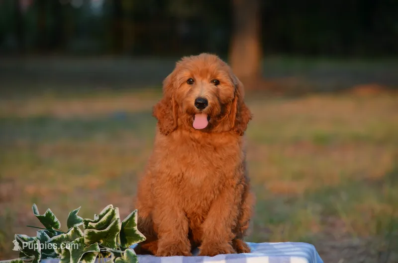 Alex – Miniature Goldendoodle puppy for sale in Scurry, TX