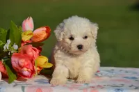 Mindy, a female Bichon Frise for sale in Scurry, TX – 2 of 4