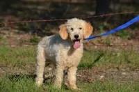 Diesel , a male Miniature Goldendoodle for sale in Scurry, TX – 2 of 6