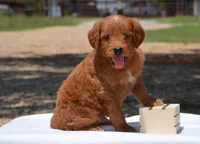 Lexo , a male Goldendoodle for sale in Scurry, TX – 2 of 4
