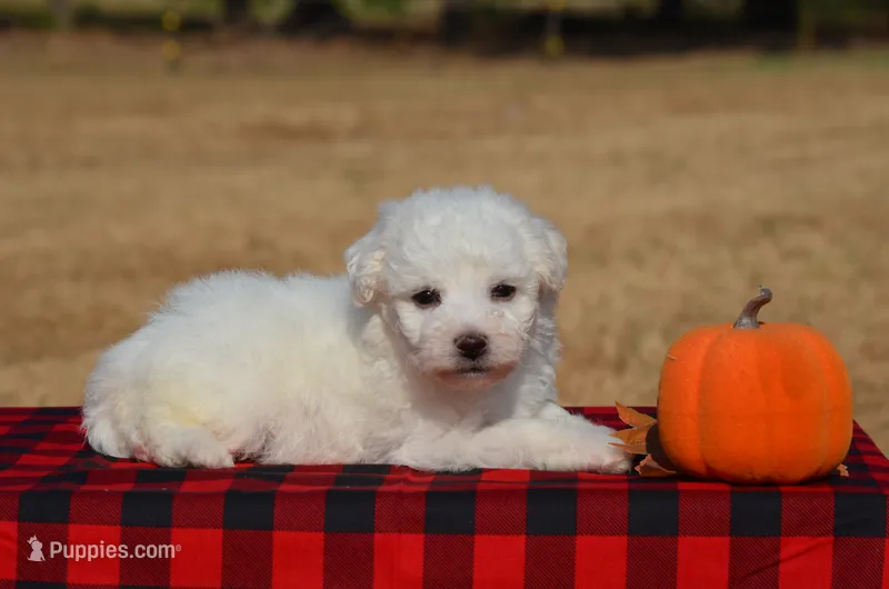 Teddy  – Bichon Frise puppy for sale in Scurry, TX