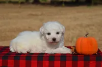 Teddy , a male Bichon Frise for sale in Scurry, TX – 1 of 4