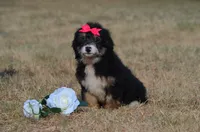 Freda , a female Miniature Bernedoodle for sale in Scurry, TX – 2 of 6