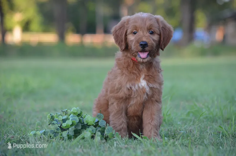 Lexo  – Goldendoodle puppy for sale in Scurry, TX