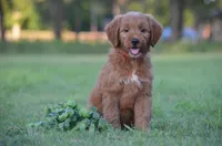 Lexo , a male Goldendoodle for sale in Scurry, TX – 1 of 6