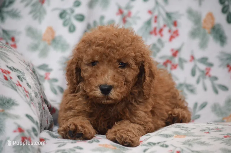Sardo  – Poodle - Miniature  puppy for sale in Scurry, TX