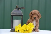 Nayla , a female Cockapoo for sale in Scurry, TX – Photo 2 of 4