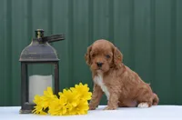 Nayla , a female Cockapoo for sale in Scurry, TX – Photo 1 of 4