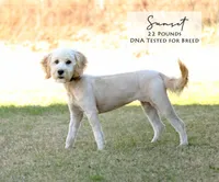 Duke, a male Miniature Goldendoodle for sale in Scurry, TX – 3 of 4