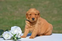 Selena, a female Golden Retriever for sale in Scurry, TX – 1 of 4
