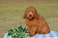 Willy, a male Miniature Goldendoodle for sale in Scurry, TX – 2 of 6