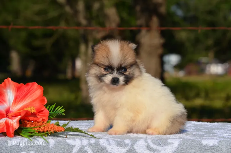 Harley – Pomeranian puppy for sale in Scurry, TX