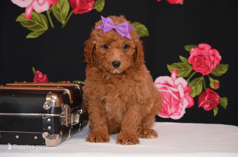 Sofie  – Poodle - Miniature  puppy for sale in Scurry, TX