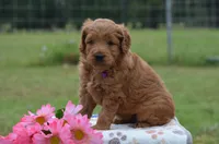 Wendy , a female Goldendoodle for sale in Scurry, TX – 1 of 4