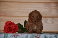 Shayla, a female Poodle - Miniature  for sale in Scurry, TX – 2 of 4