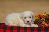 Trixy, a female Bichon Frise for sale in Scurry, TX – 2 of 4