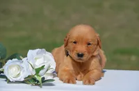 Stacy, a female Golden Retriever for sale in Scurry, TX – 2 of 4