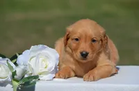 Sonya, a female Golden Retriever for sale in Scurry, TX – 2 of 4