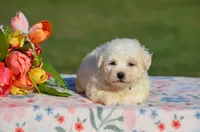 Missy, a female Bichon Frise for sale in Scurry, TX – 2 of 4