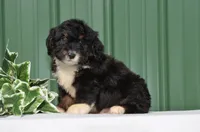 Freddy, a male Miniature Bernedoodle for sale in Scurry, TX – 2 of 4