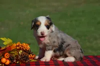 Wendy, a female Aussiedoodle and Bernedoodle for sale in Scurry, TX – 2 of 5