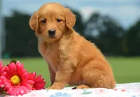 Rakita , a female Golden Retriever for sale in Scurry, TX – 2 of 2