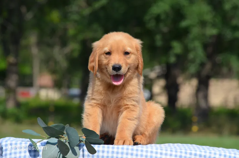 Sardo  – Golden Retriever puppy for sale in Scurry, TX
