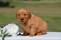Sylvia, a female Golden Retriever for sale in Scurry, TX – 1 of 4
