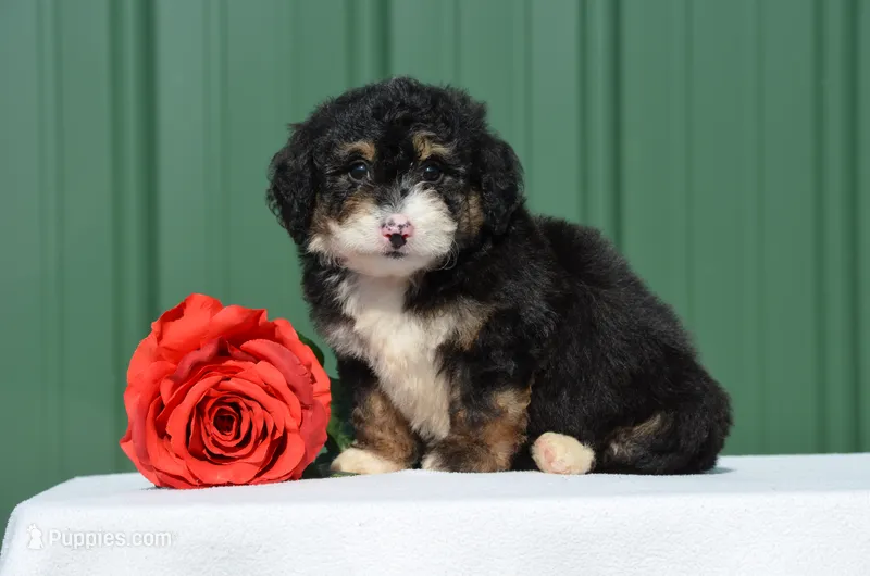 Freda  – Miniature Bernedoodle puppy for sale in Scurry, TX