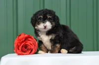Freda , a female Miniature Bernedoodle for sale in Scurry, TX – 1 of 4