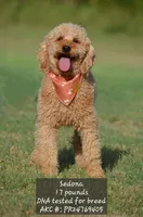 Duke, a male Miniature Goldendoodle for sale in Scurry, TX – 4 of 4