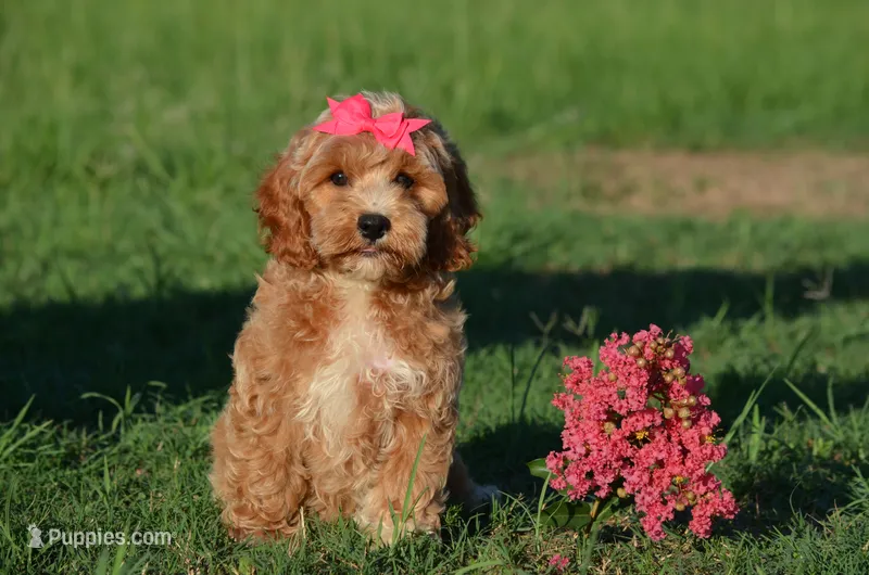Nanda  – Cockapoo puppy for sale in Scurry, TX
