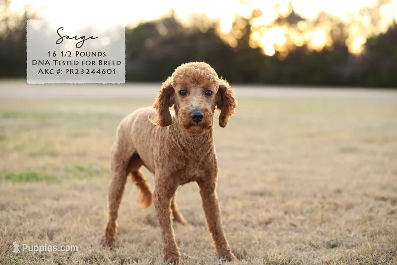 Sarge – Poodle - Miniature  puppy for sale in Scurry, TX