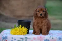 Hope, a female Cavapoo for sale in Scurry, TX – 2 of 2