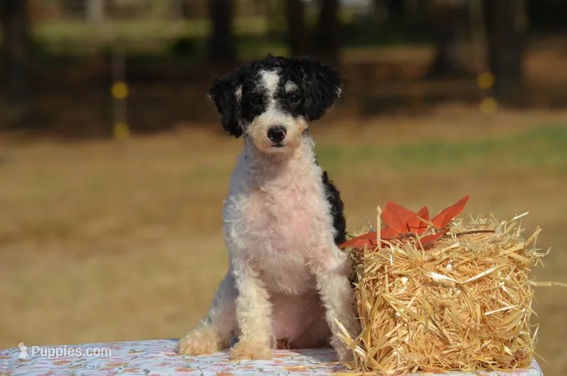 Felicity  – Miniature Bernedoodle puppy for sale in Scurry, TX