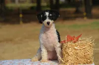 Felicity , a female Miniature Bernedoodle for sale in Scurry, TX – 1 of 10