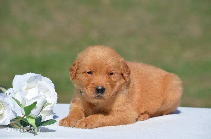 Stacy – Golden Retriever puppy for sale in Scurry, TX