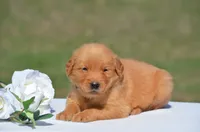 Stacy, a female Golden Retriever for sale in Scurry, TX – 1 of 4