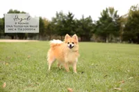 Harko, a male Pomeranian for sale in Scurry, TX – 3 of 4