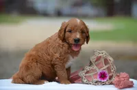 Lilli, a female Goldendoodle for sale in Scurry, TX – 2 of 4