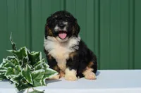 Franky , a male Miniature Bernedoodle for sale in Scurry, TX – 2 of 4