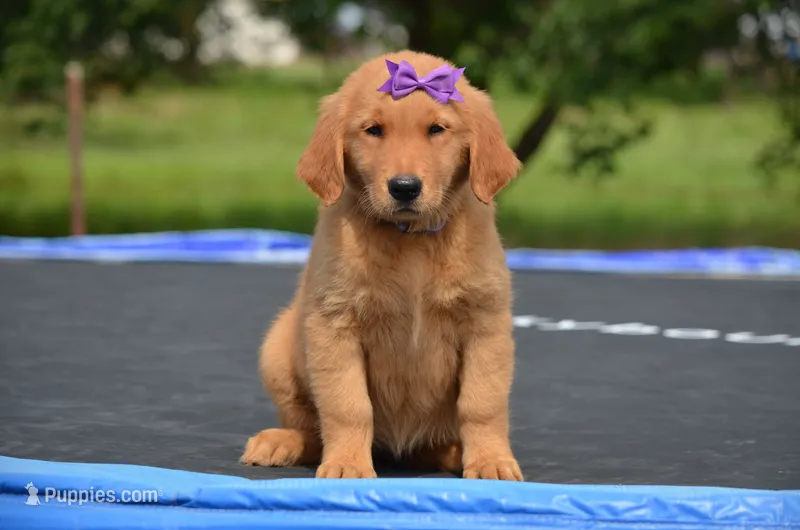 Charity  – Golden Retriever puppy for sale in Scurry, TX