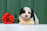Fay, a female Miniature Bernedoodle for sale in Scurry, TX – 2 of 4