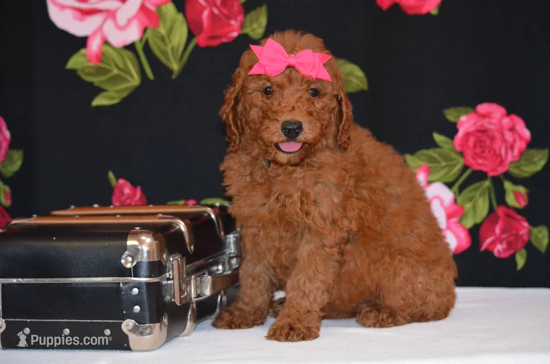 Stella  – Poodle - Miniature  puppy for sale in Scurry, TX