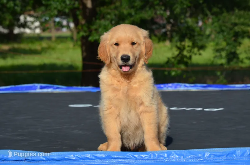 Casper  – Golden Retriever puppy for sale in Scurry, TX